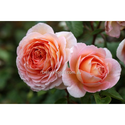 Abraham Darby - 90cm Standard